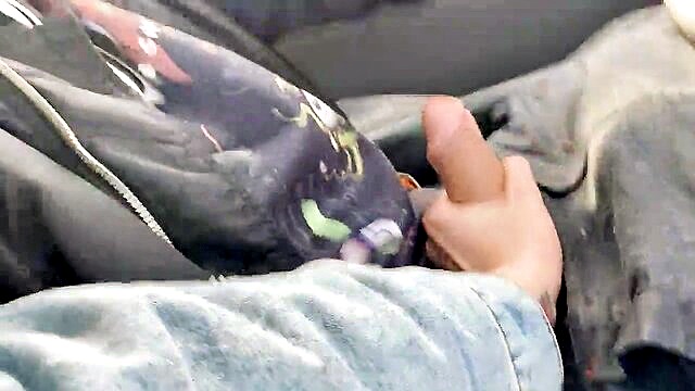 polish couple chihuahua vlog : Chihuahuasu