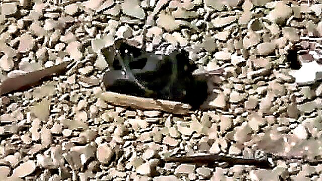 horny people, nudist beach, on cam - mylust nudist group