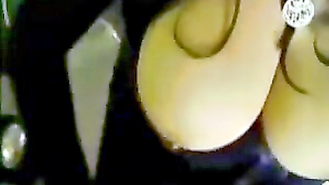 big, big boobed amateurs, big boob masturbation - hd video of big boobs cumming