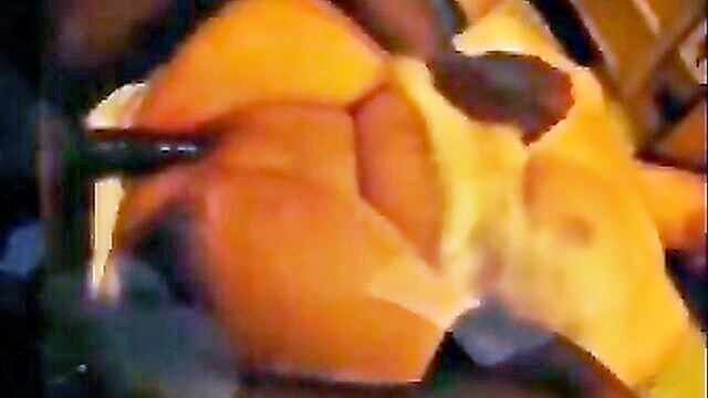 amateur wifes wild bbc creampie sex compilation : ydietrich
